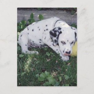 Dalmatian Puppy with a Ball Postcard