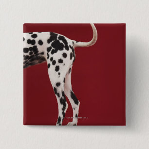 Dalmatian Rear 15 Cm Square Badge