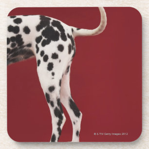 Dalmatian Rear Coaster