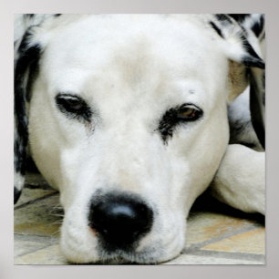 Dalmatian Resting Poster