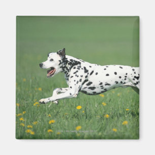 Dalmatian Running Magnet