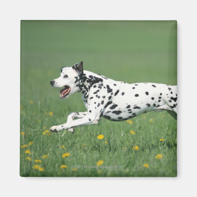 Dalmatian Running Magnet (Front)