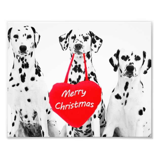Dalmatians Wishing Merry Christmas photo print (Front)