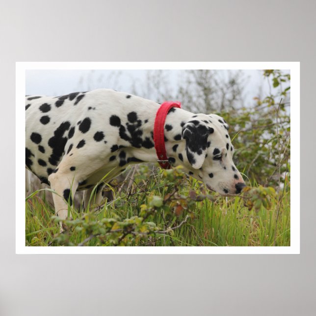 Dalmation in Grass Poster (Front)