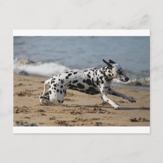 Dalmation Postcard