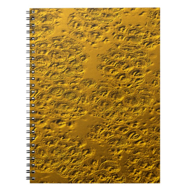 Damaged gold notebook (Front)