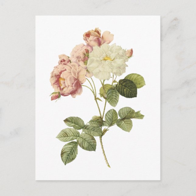 damask rose(Rosa damascena celsiana) by Redouté Postcard (Front)