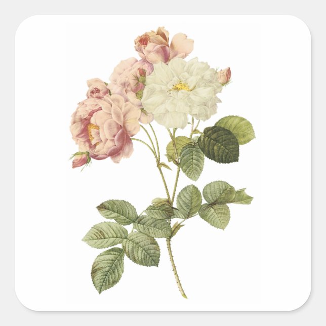 damask rose(Rosa damascena celsiana) by Redouté Square Sticker (Front)
