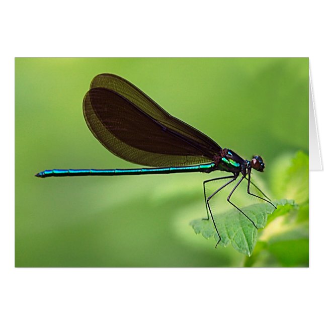 Damsel Fly (Front Horizontal)