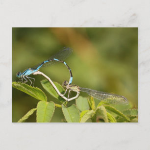 Damselflies Mating Postcard