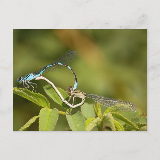 Damselflies Mating Postcard (Front)