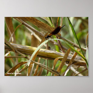 Damselfly Amongst the Bamboo Poster
