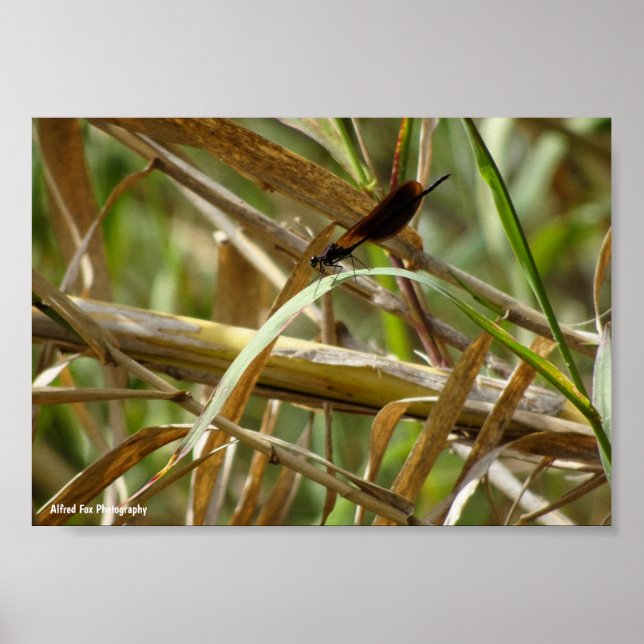 Damselfly Amongst the Bamboo Poster (Front)