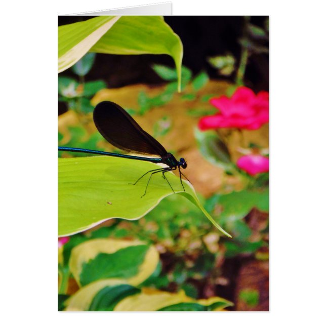 Damselfly and Rose (Front)