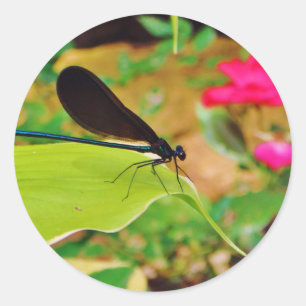 Damselfly and Rose Classic Round Sticker