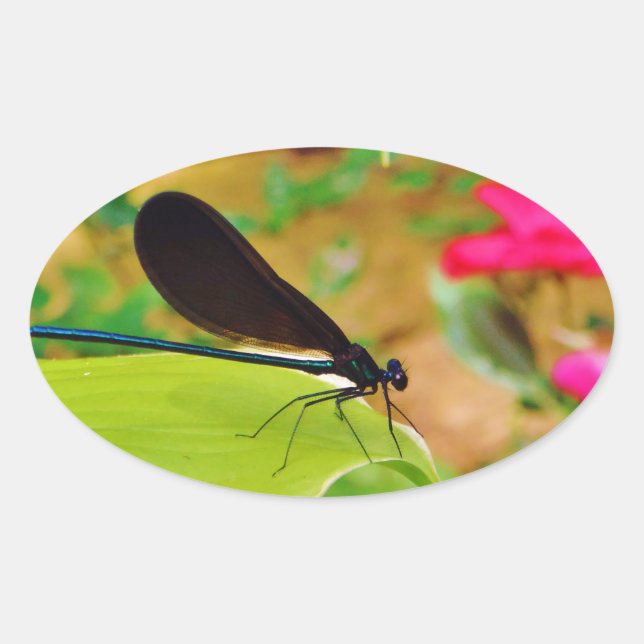 Damselfly and Rose Oval Sticker (Front)