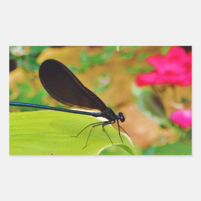 Damselfly and Rose Rectangular Sticker (Front)