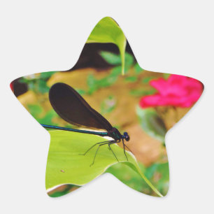 Damselfly and Rose Star Sticker