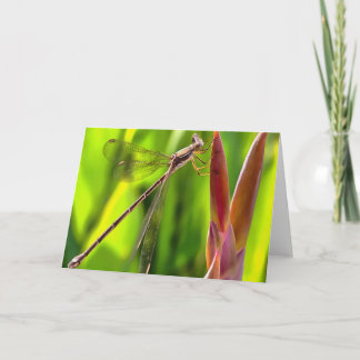 Damselfly Balanced On A Flower Head Card