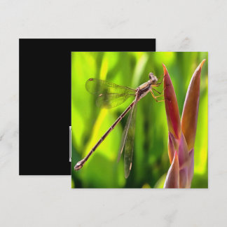 Damselfly Balanced On A Flower Head Invitation