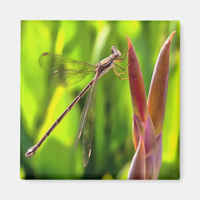 Damselfly Balanced On A Flower Head Magnet (Front)