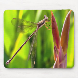 Damselfly Balanced On A Flower Head Mouse Mat
