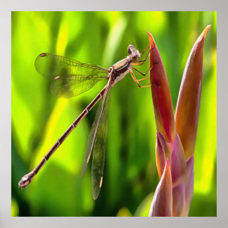 Damselfly Balanced On A Flower Head Poster