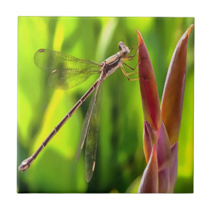 Damselfly Balanced On A Flower Head Tile