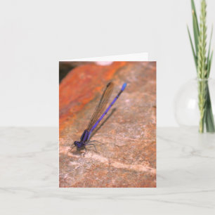 Damselfly Dragonfly Nature Note Card