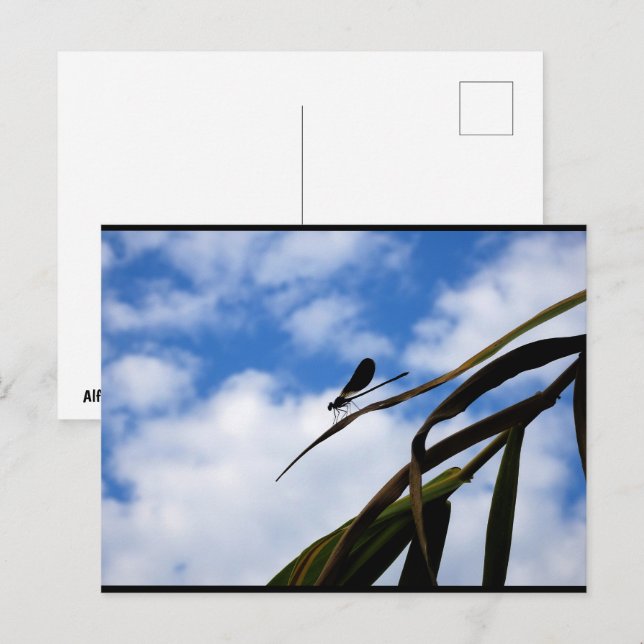 Damselfly in Blue Sky Postcard (Front/Back)