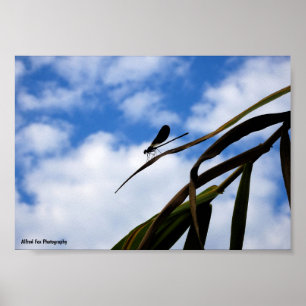 Damselfly in Blue Sky Poster