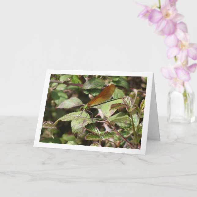 Damselfly Portrait Card (Orchid)