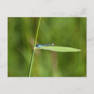 Damselfly postcard