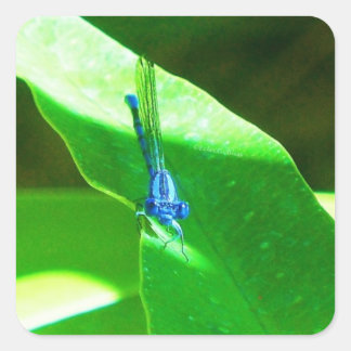 Damselfly Square Sticker