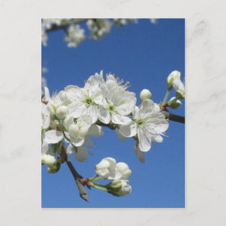 Damson Blossom Postcard