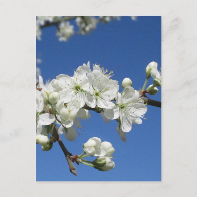 Damson Blossom Postcard (Front)
