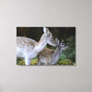 Damwild, Dama dama, fallow deer, Hirschkalb 2 Canvas Print