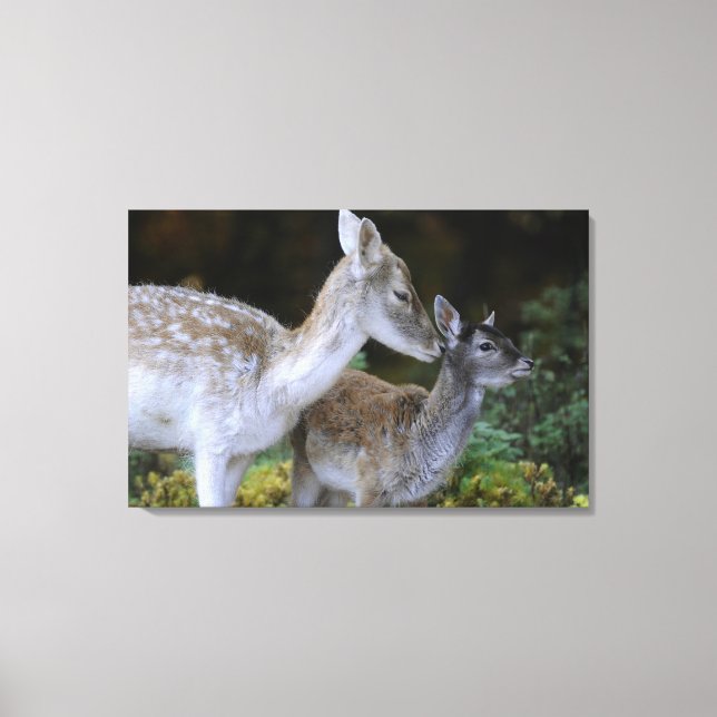 Damwild, Dama dama, fallow deer, Hirschkalb 2 Canvas Print (Front)