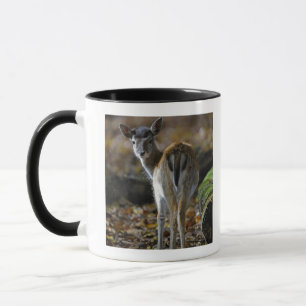 Damwild, Dama dama, fallow deer, Hirschkalb Mug