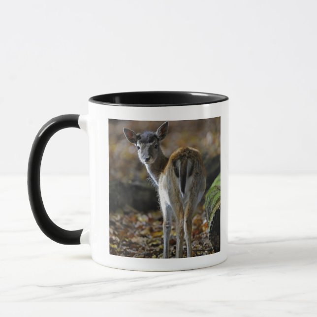 Damwild, Dama dama, fallow deer, Hirschkalb Mug (Left)