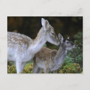 Damwild, Dama dama, fallow deer, Hirschkalb Postcard