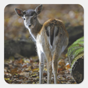 Damwild, Dama dama, fallow deer, Hirschkalb Square Sticker