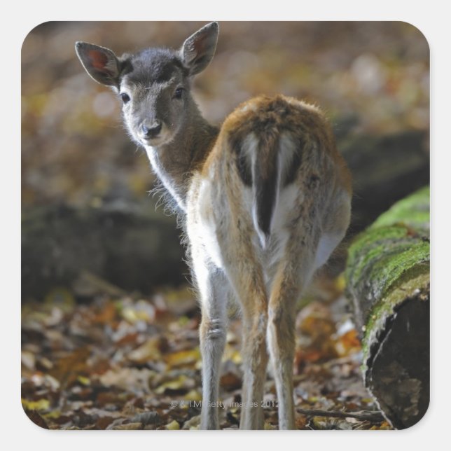 Damwild, Dama dama, fallow deer, Hirschkalb Square Sticker (Front)
