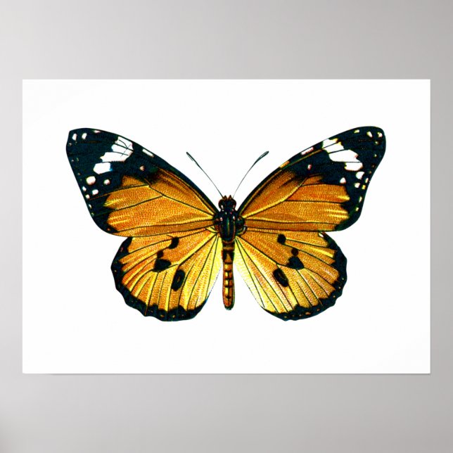 Danaus chrysippus butterfly poster (Front)