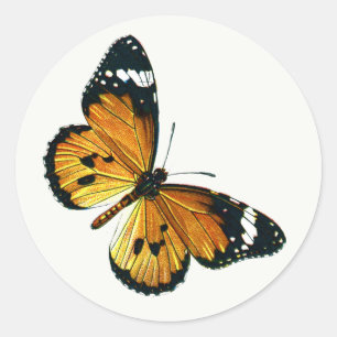 Danaus chrysippus - Plain Tiger, or African Queen Classic Round Sticker