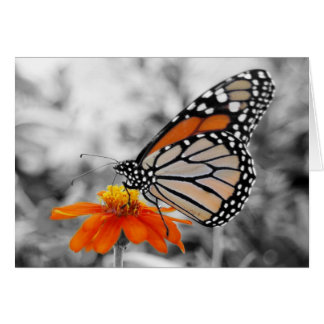 Danaus Plexippus I - Card