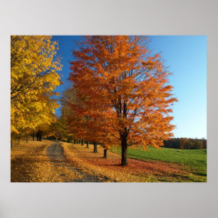 Danby Vermont Autumn Leaves Poster