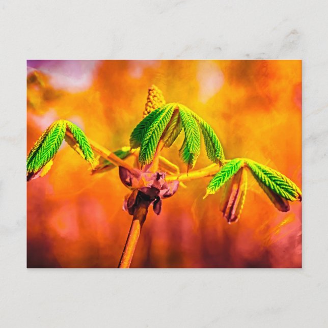 Dance Of Fire Postcard (Front)