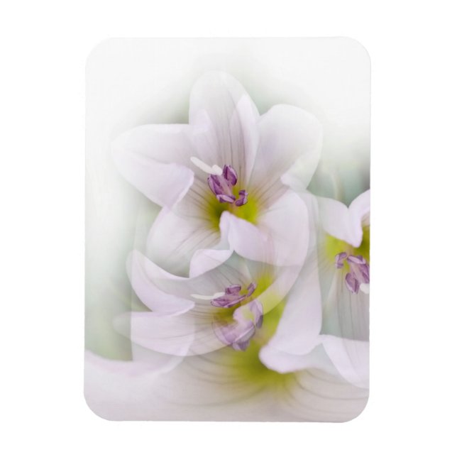 dance of flowers magnet (Vertical)