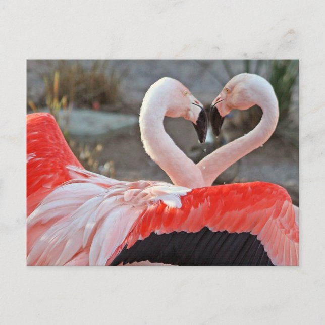 Dance of Love Postcard (Front)